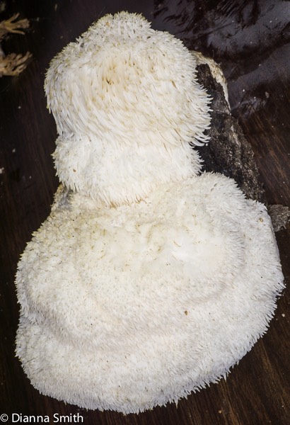 Hericium erinaceus03984