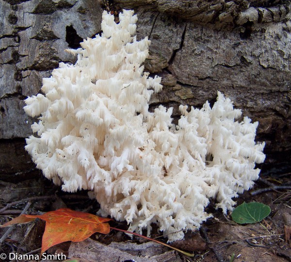 Hericium ramosum4817