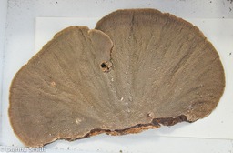 Hexagonia papyracea_2184