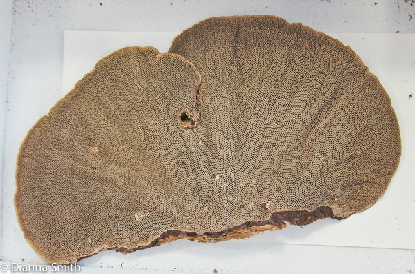 Hexagonia papyracea_2184