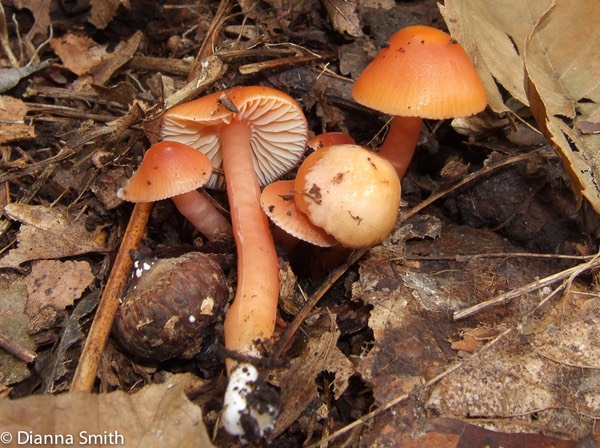 Humidicutis auratocephala 6325