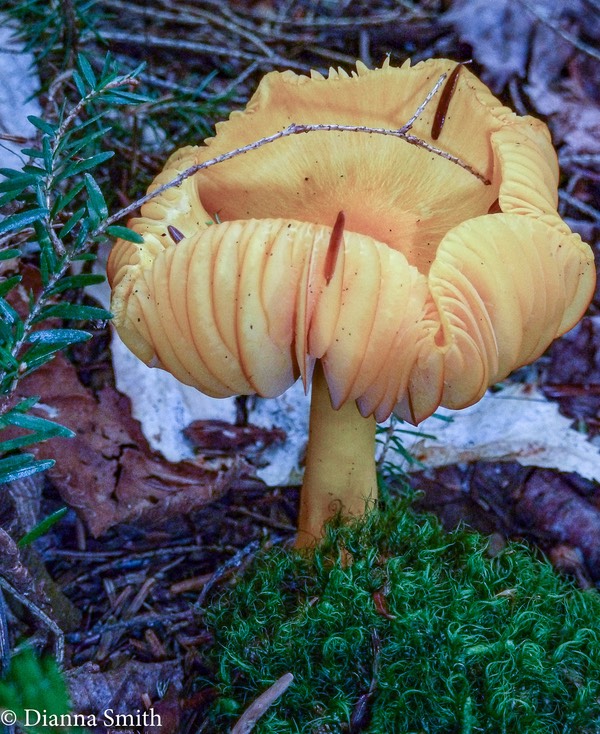 Humidicutis auratocephala 1020625