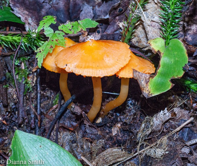 Humidicutis auratocephala 01624