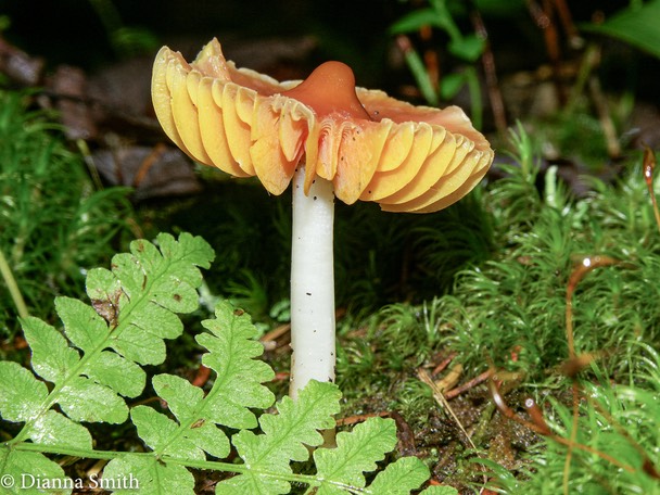 Humidicutis (Hygrocybe) marginata1576