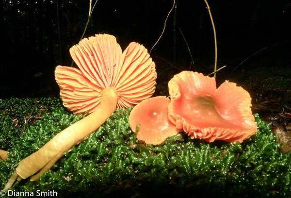 Humidicutis marginata var. olivacea (Hygrocybe marginata var. olivacea) 1606