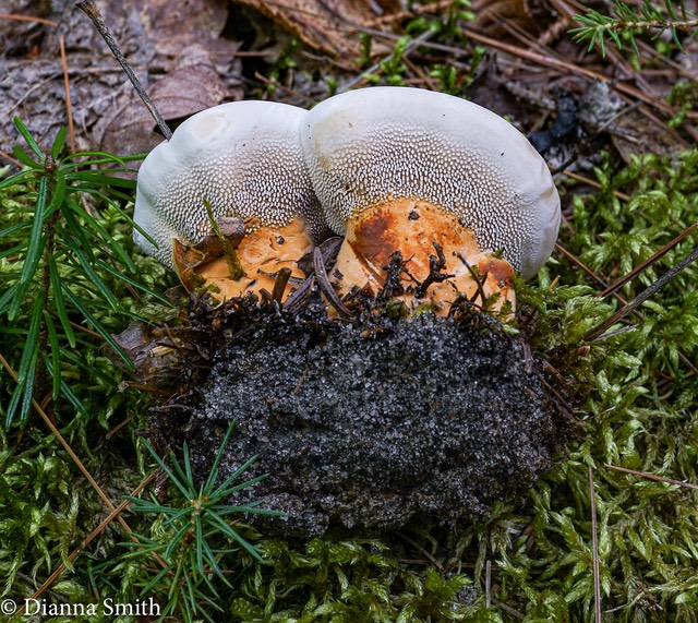 Hydnellum aurantiacum 01620