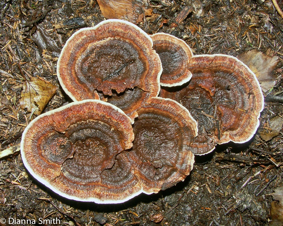 Hydnellum concrescens1687