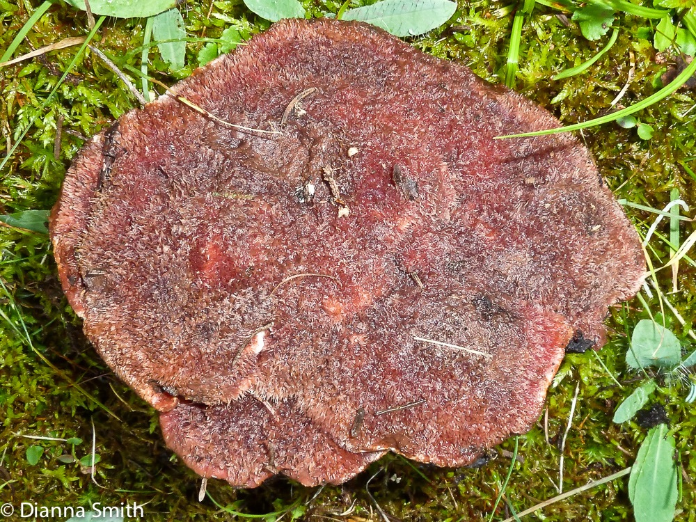 Hydnellum diabolus1020096