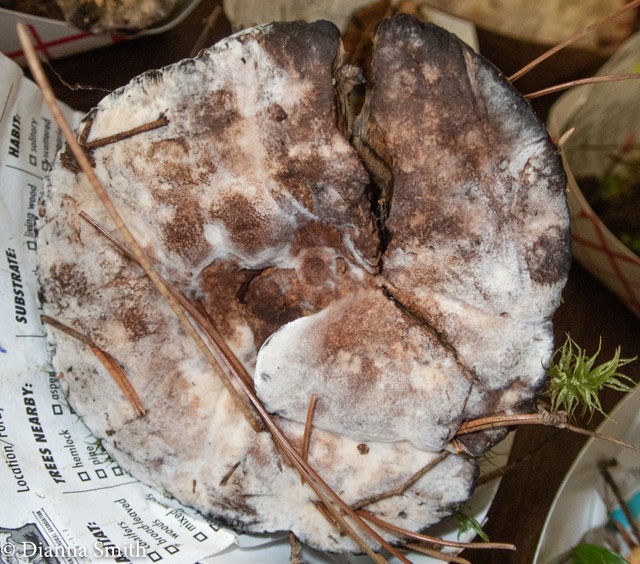 Hydnellum ferrugineum 9091077