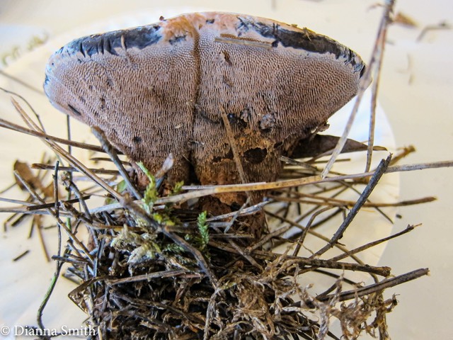 Hydnellum ferrugineum (pinticola) 2517