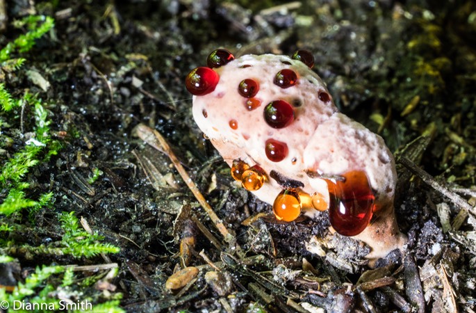 Hydnellum peckii 03162
