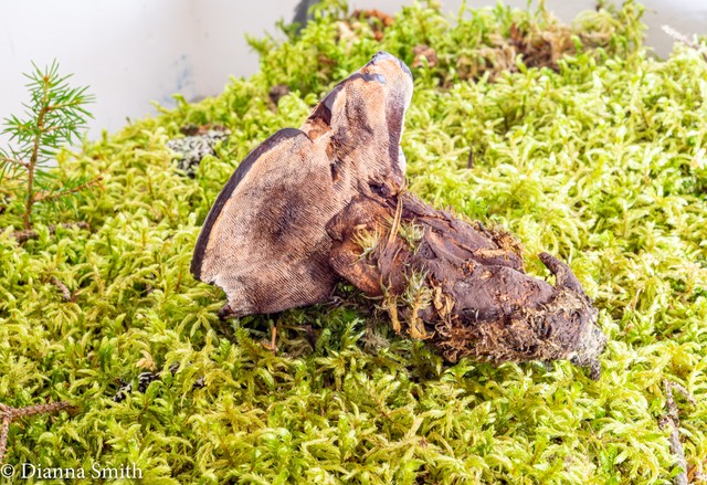 Hydnellus spongiosipes 01521