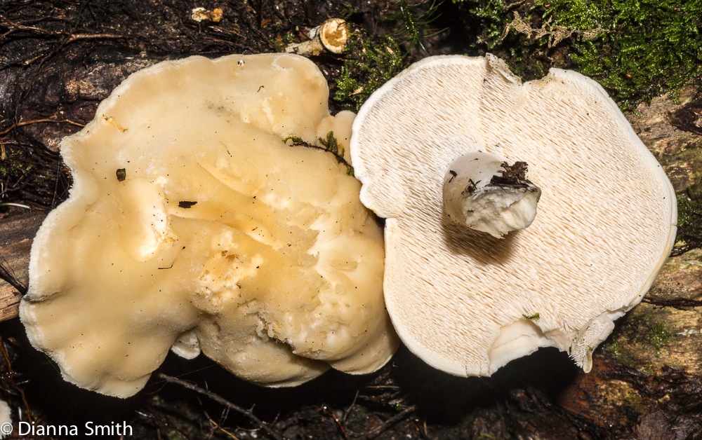 Hydnum repandum01810