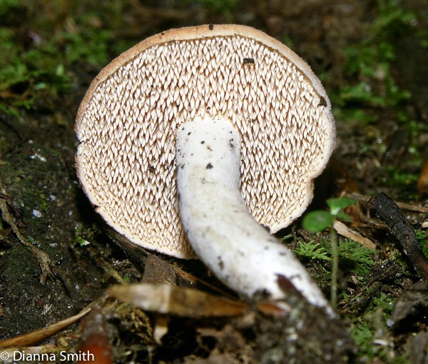 Hydnum repandum0672
