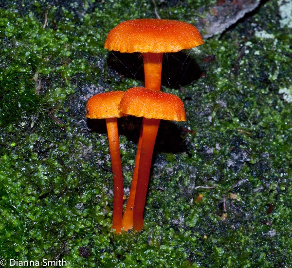Hygrocybe cantharellus01961-2