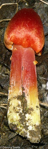 Hygrocybe coccinea2289