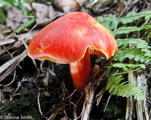 Hygrocybe coccinea7744