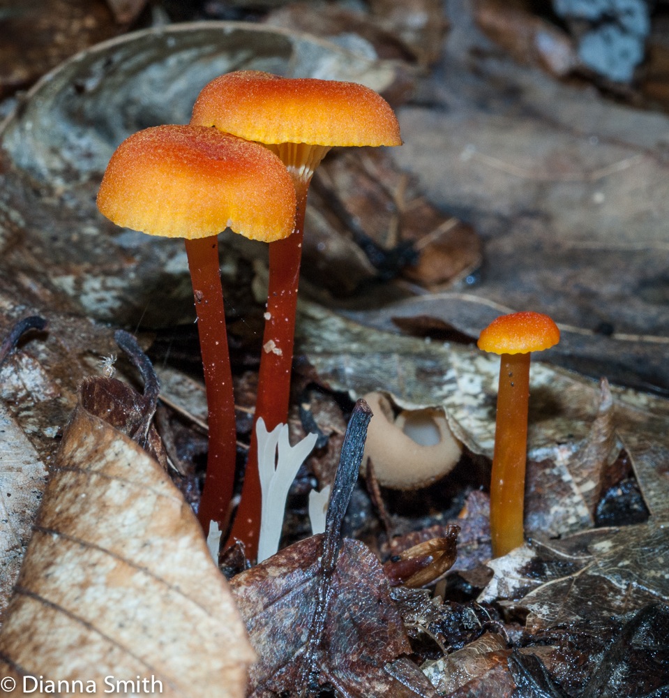 Hygrocybe miniata02402