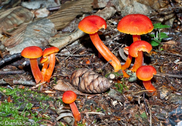 Hygrocybe miniata02594