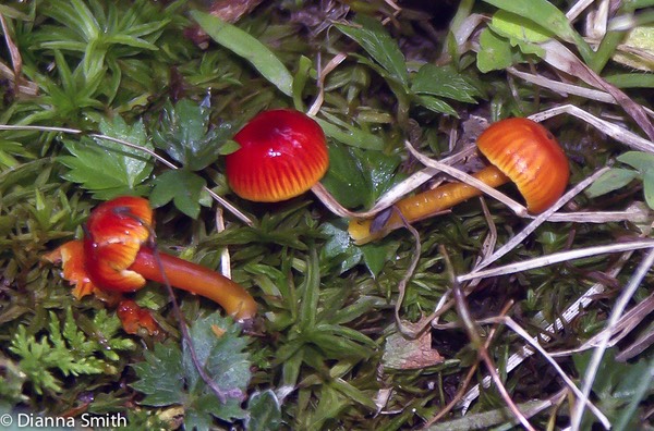Hygrocybe minutula2563