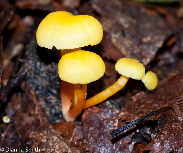 Hygrocybe parvula05097