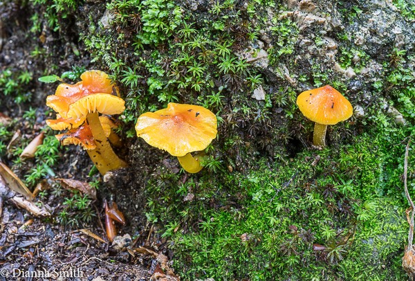 Hygrocybe persistens 05265
