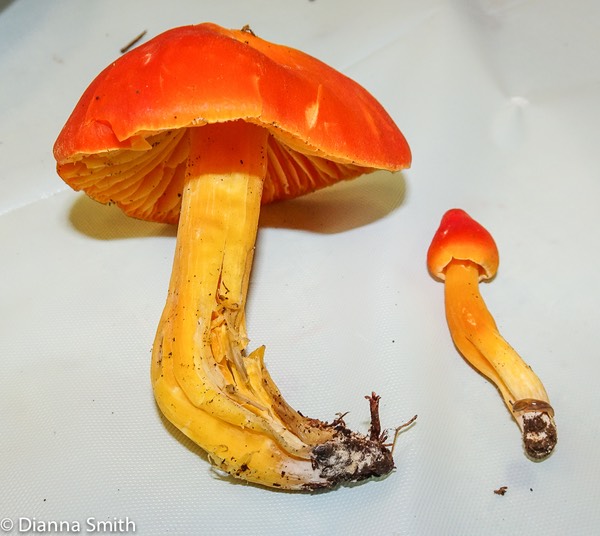 Hygrocybe punicea 03073