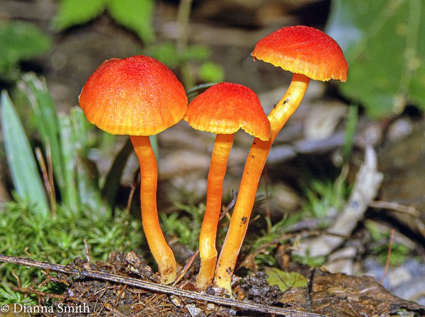 Hygrocybe reidii Honey WC 3660