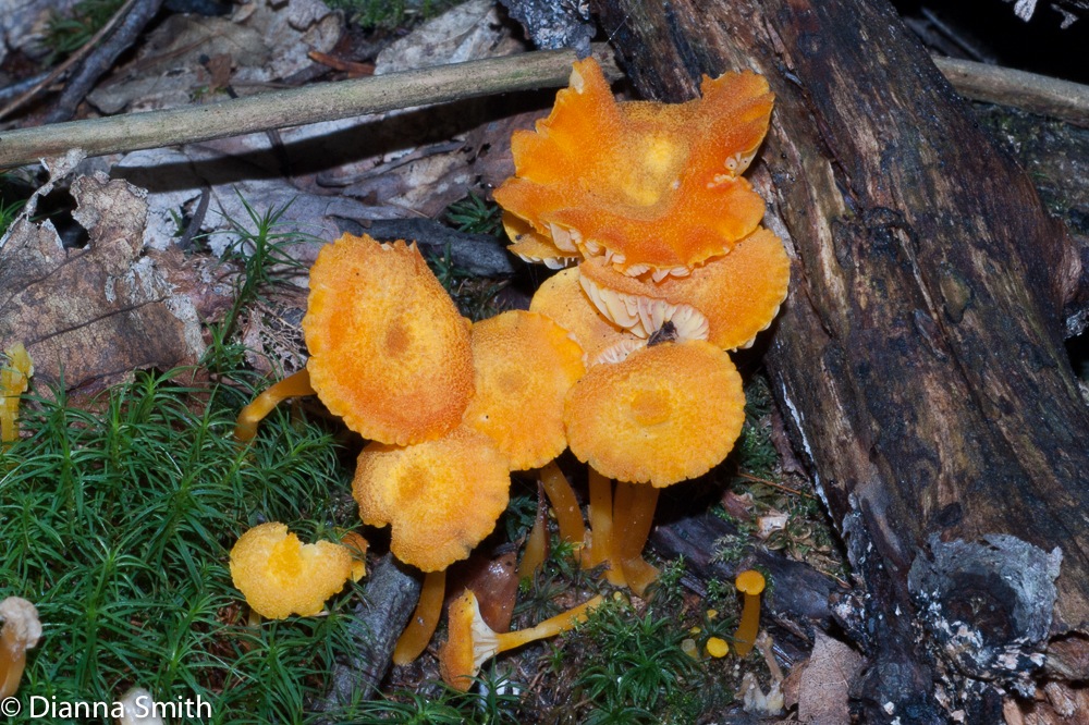Hygrocybe squamulosa02524