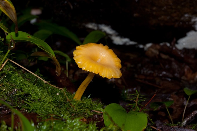 Hygrocybe  vitellina02304