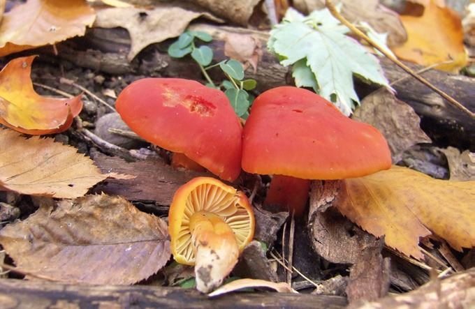 Hygrocybe coccinea1140028