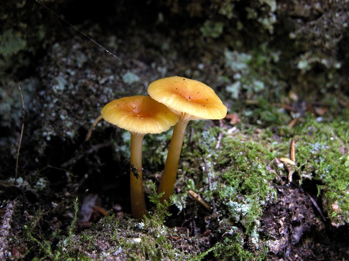 Hygrocybe laeta7180
