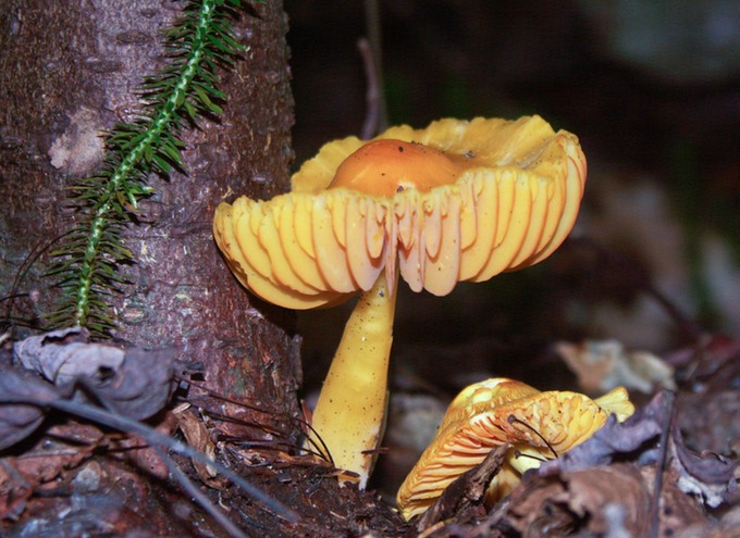 Hygrocybe marginata0198