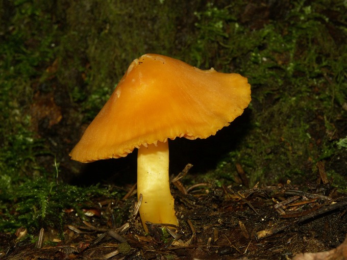 Hygrocybe marginata784