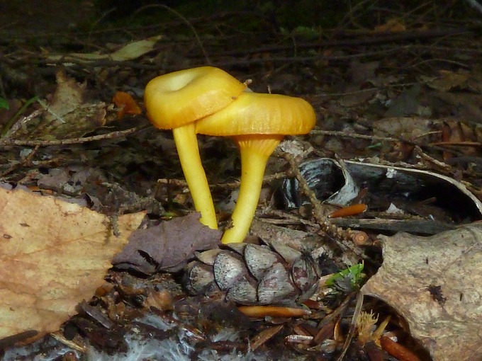 Hygrocybe vitellinus1010145