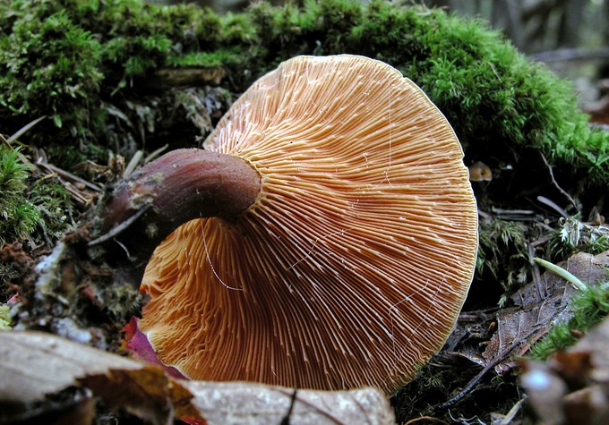 Hygrophoropsis aurantiaca1497 