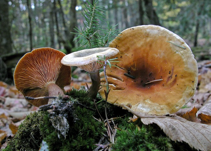 Hygrophoropsis aurantiaca1499 