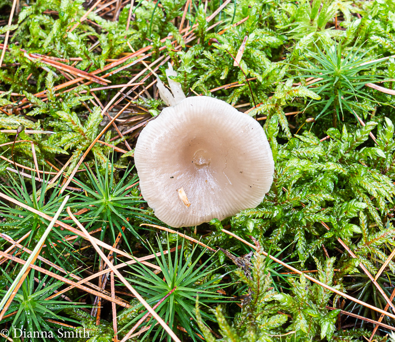 Hygrophorus 06199