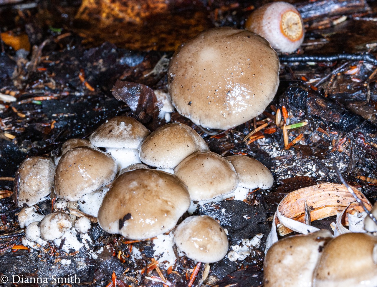 Hygrophorus agathosomus6421