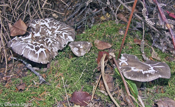 Hygrophorus camarophyllus4062