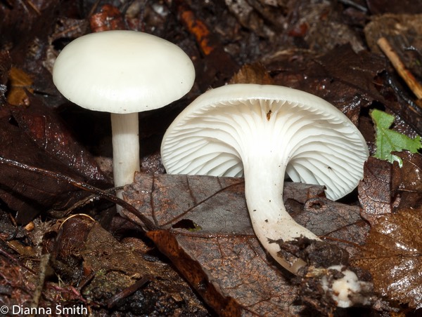 Hygrophorus virgineus03677