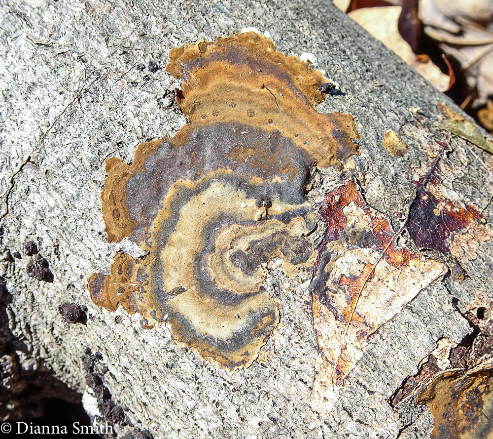 Hymenochaete corrugata 05635