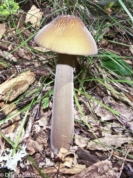 Hymenopellis furfuracea (Xerula furfuracea)2472