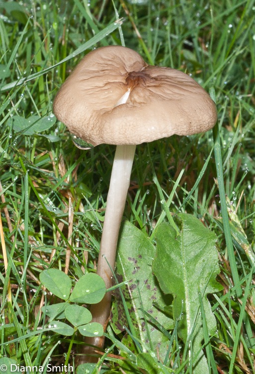 Hymenopellis furfuracea (Xerula furfuracea)03645