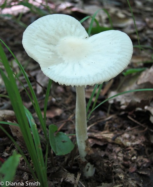 Hymenopellis megalospora (Xerula megalospora)_1808