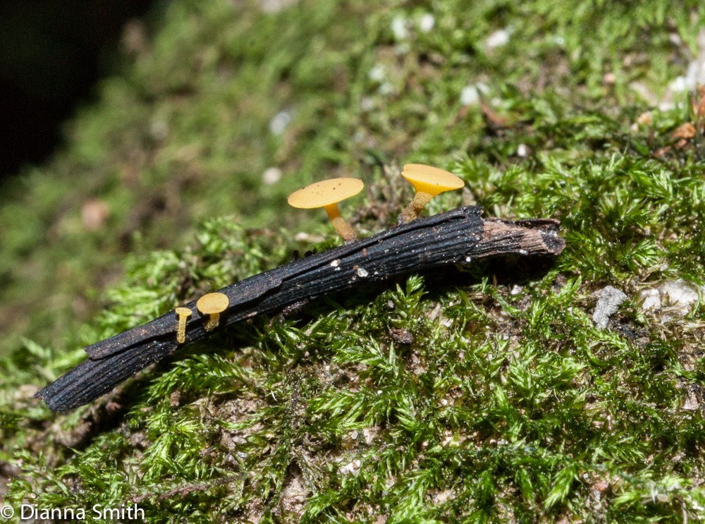 Hymenoscyphus calyculus*02840