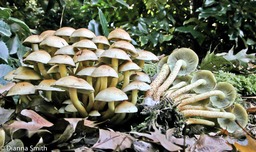 Hypholoma fasciculare1918