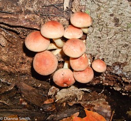 Hypholoma lateritium (Hyphomloma sublateritium)0222