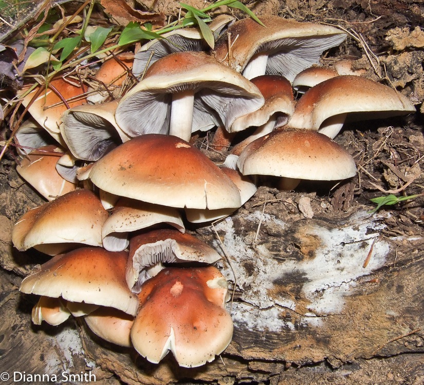 Hypholoma lateritium (Hyphomloma sublateritium)09280004