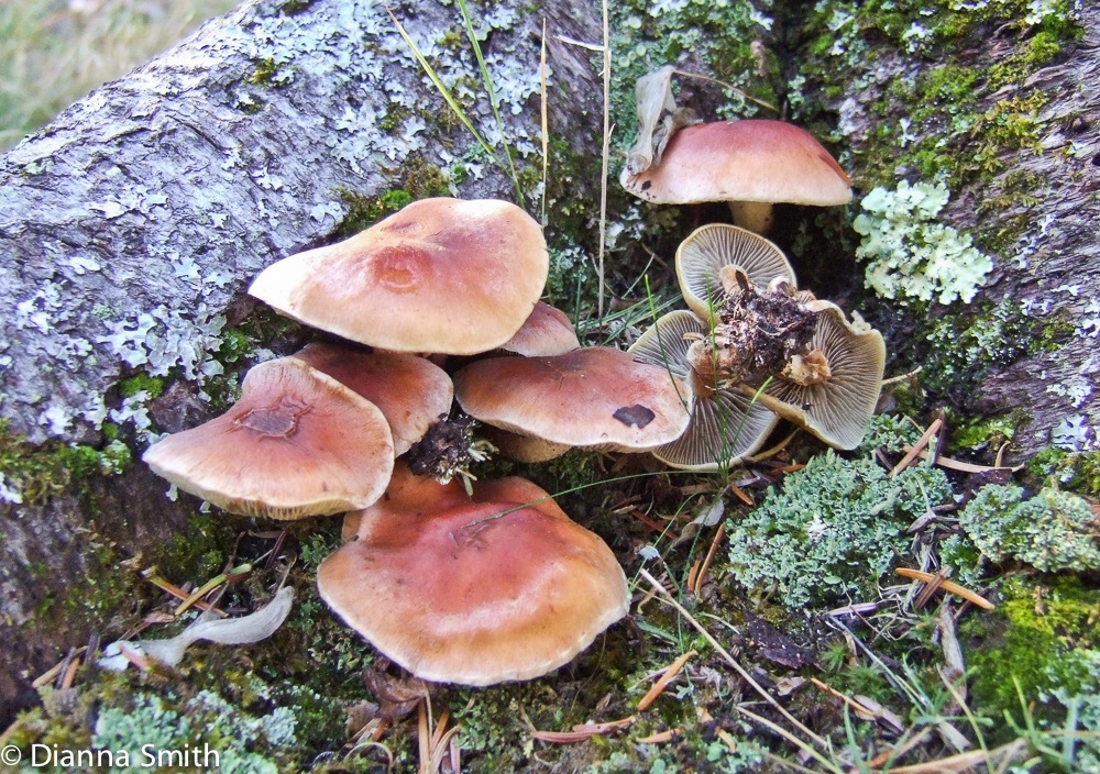 Hypholoma lateritium (Hyphomloma sublateritium)10080058